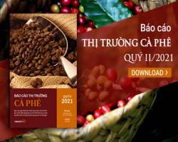 Giá cà phê đạt đỉnh nhiều năm nhờ nguồn cung thiếu hụt