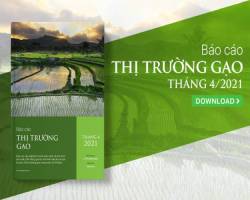 Dịch COVID-19 có thể khiến giá gạo tăng trở lại