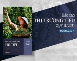 Giá tiêu có xu hướng ổn định trong ngắn hạn