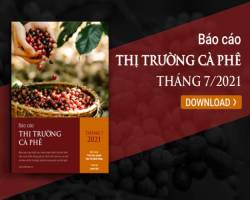 Giá cà phê robusta chạm mức kỷ lục