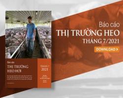 Giá thức ăn chăn nuôi cao vẫn là tiêu điểm thị trường