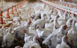 6.0000 đồng/kg gà vẫn không có người mua, 9,3 triệu con ế “dài cổ”