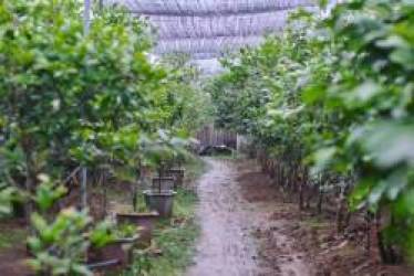 ý tưởng marketing cho công ty kinh doanh Thực phẩm sạch, rau quả tươi