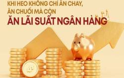 Khi heo không chỉ ăn cám, ăn chuối mà còn ăn cả “lãi” ngân hàng