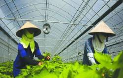 Đơn vị vừa thành công xuất khẩu vải thiều không hạt sang Châu Âu chính là DN chuyên bán rau tía tô “đếm lá ăn tiền” qua Nhật Bản