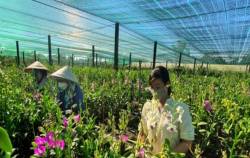 Rủi ro và kém hấp dẫn vẫn “kìm chân” doanh nghiệp đầu tư vào nông nghiệp