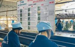 Công ty con của HAGL (HAG) lãi đột biến 540 tỷ đồng trong nửa đầu năm 2023 sau nhiều năm thua lỗ liên tiếp