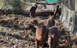 Chi tiền chăm sóc 4 chú kangaroo bị ‘lạc’, Tập đoàn Kangaroo tranh thủ quảng cáo gây bão trên fanpage, khoe nhà máy lọc nước 6.000 tỷ đồng lớn nhất Việt Nam